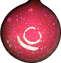 Load image into Gallery viewer, Lip Gloss